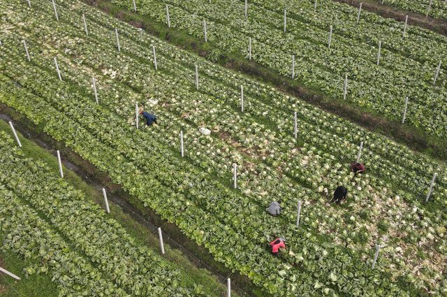 Çin'de Soğuk Hava Dalgası Ortasında Sebze Hasadı
