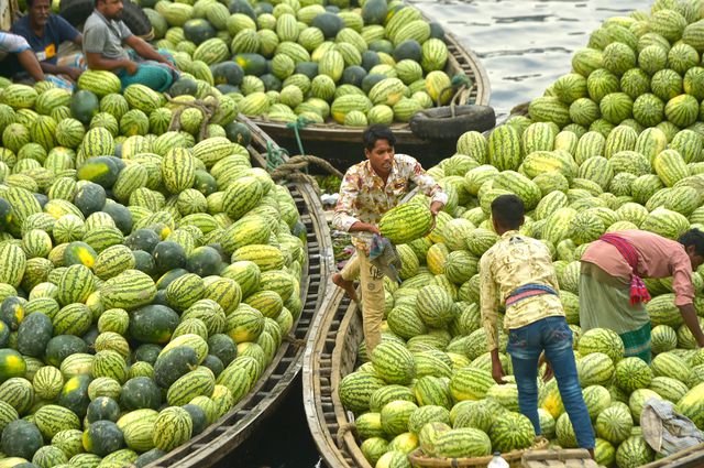 Bangladeş'te Hasat Edilen Karpuzlar Satışa Teknelerle Götürülüyor