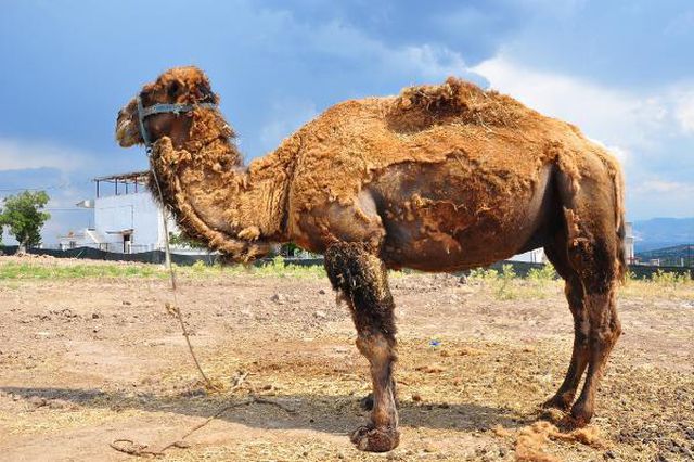 Şampiyon dövüşçü deve kurban için 40 bin liradan satışa çıktı