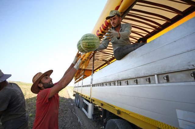 1 dönümden 10 tona kadar verim alınıyor ama yine de kurtarmıyor! Karpuz üreticileri fiyattan şikayetçi