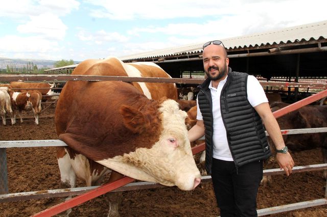 1 ton 650 kilogramlık dev kurbanlık görenleri şaşırtıyor