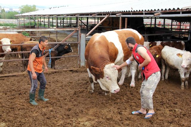 1 ton 650 kilogramlık dev kurbanlık görenleri şaşırtıyor