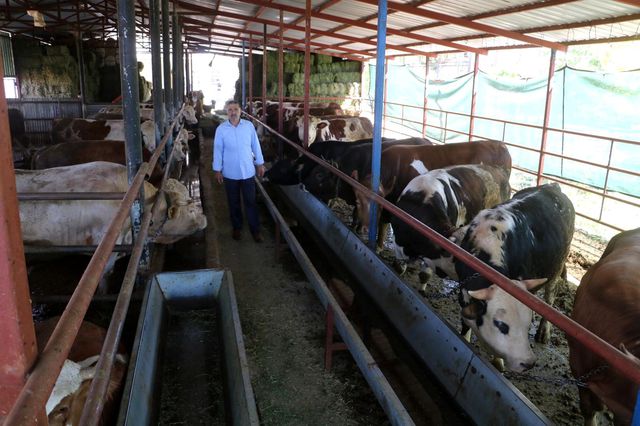 6 kişi ağırdan çıkaramadı! Otomobil fiyatına satılan tonluk kurbanlıklar görücüye çıktı