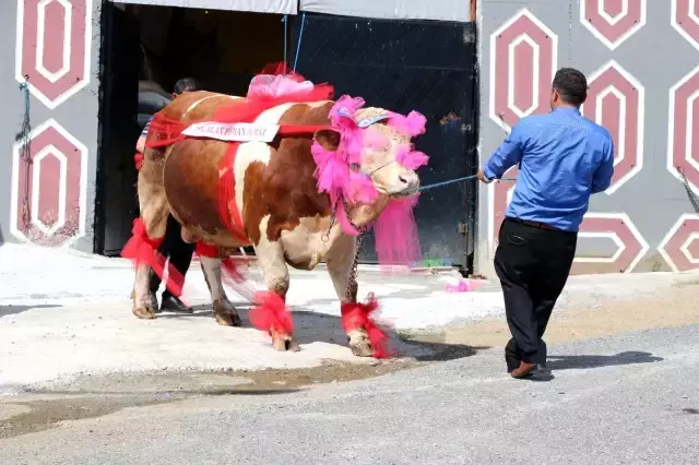 1.5 tonluk kurbanlık Paşa'yı, otomobil fiyatına satışa çıkardı