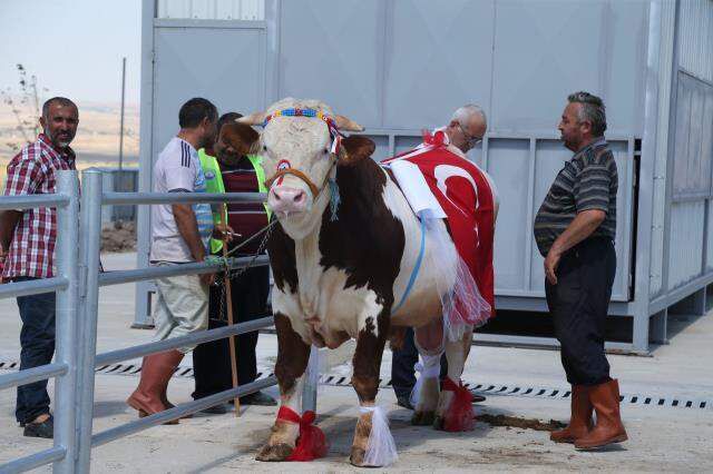 Anons yapan muhabir, 850 kiloluk kurbanlık tosunun altına kalmaktan son anda kurtuldu