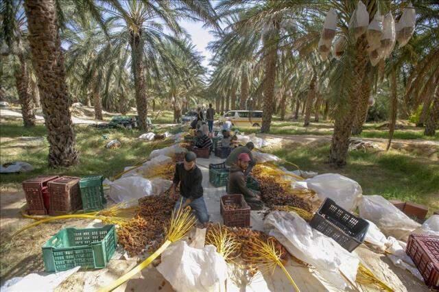 Rüyada hurma görmek ne demektir? Rüyada hurma görmek ne anlama gelir?