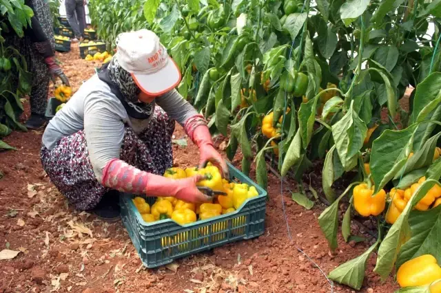 Mersin'de deneme amacıyla ekilen paprika biberinin kilosu 13 liradan satılıyor