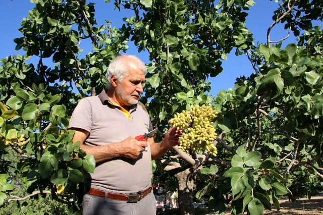 26 yıl önce hobi olarak diktiği fıstık ağaçları gelir kaynağı oldu