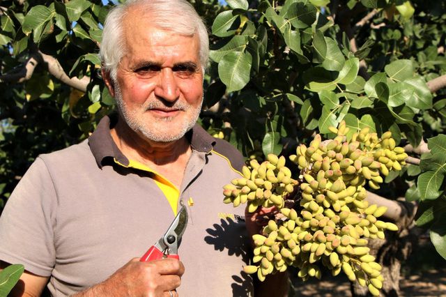 26 yıl önce hobi olarak diktiği fıstık ağaçları gelir kaynağı oldu