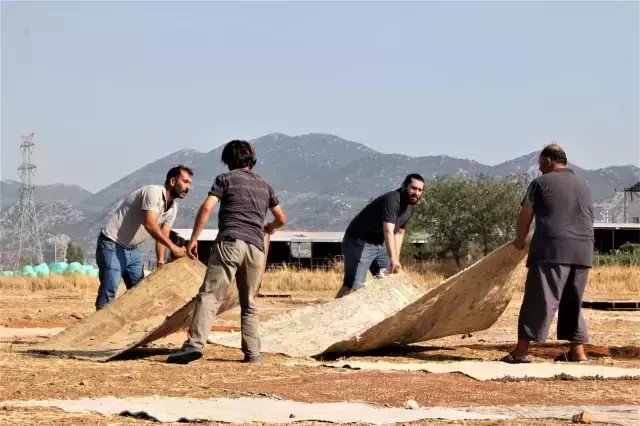 Halı tarlalarında hasat başladı! Yapılan işlem nedeniyle fiyatları 100 bin dolara kadar çıkıyor