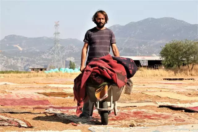 Halı tarlalarında hasat başladı! Yapılan işlem nedeniyle fiyatları 100 bin dolara kadar çıkıyor