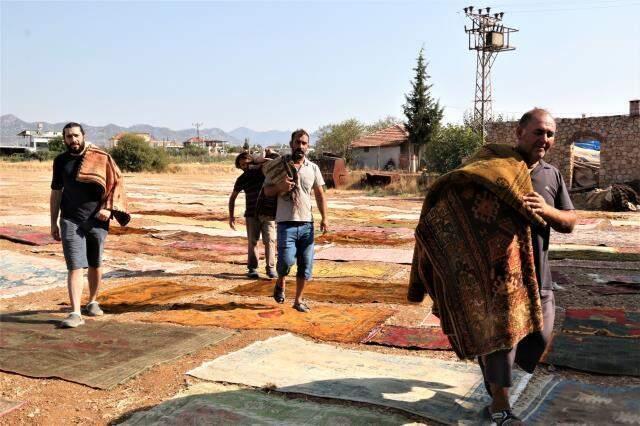 Halı tarlalarında hasat başladı! Yapılan işlem nedeniyle fiyatları 100 bin dolara kadar çıkıyor