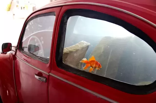 Türkiye'de eşi benzeri yok! 'Vosvos Akvaryum' Abu Dabi'de sergilenmek için gün sayıyor