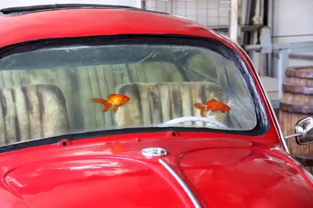 Türkiye'de eşi benzeri yok! 'Vosvos Akvaryum' Abu Dabi'de sergilenmek için gün sayıyor