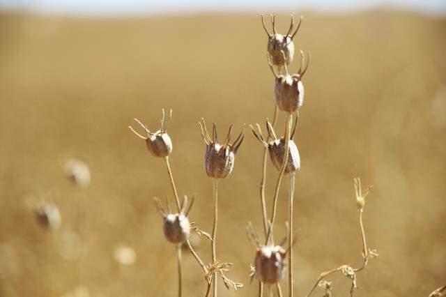 Atıl araziler çörek otu tarlasına dönüştü, çiftçinin yüzü güldü! Uşaklı üreticiler bu yıl 33 milyon lira kazanacak