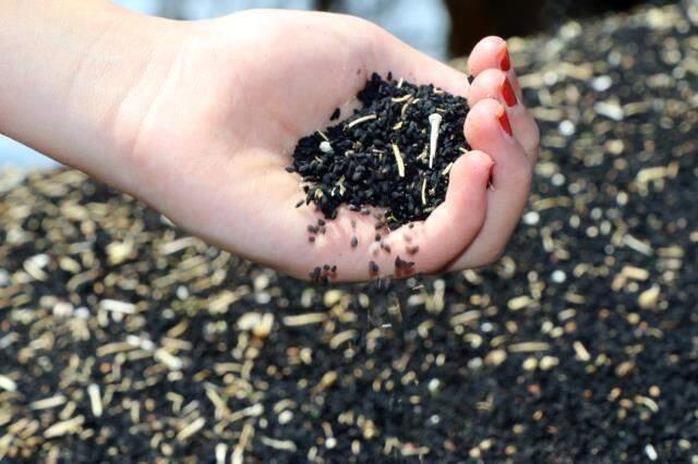 Atıl araziler çörek otu tarlasına dönüştü, çiftçinin yüzü güldü! Uşaklı üreticiler bu yıl 33 milyon lira kazanacak