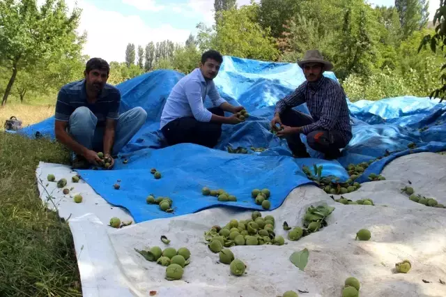 Ceviz hasadı üreticiyi üzdü, rekolte 10'da bire düştü: Bu yıl fiyatlar artacak