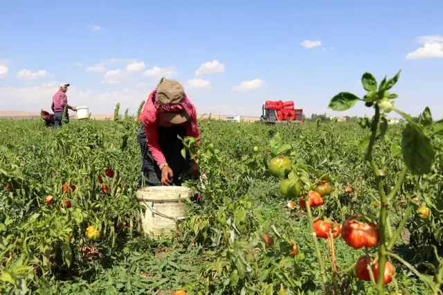 Biber tarlada 1, markette 4 TL! Çiftçi duruma isyan ediyor