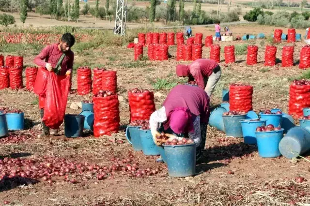 Soğan hasadı başladı, tarlada soğan 80 kuruş! Üretici maliyetini karşılayamamaktan dertli
