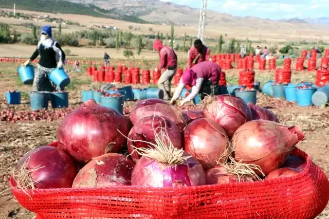 Soğan hasadı başladı, tarlada soğan 80 kuruş! Üretici maliyetini karşılayamamaktan dertli