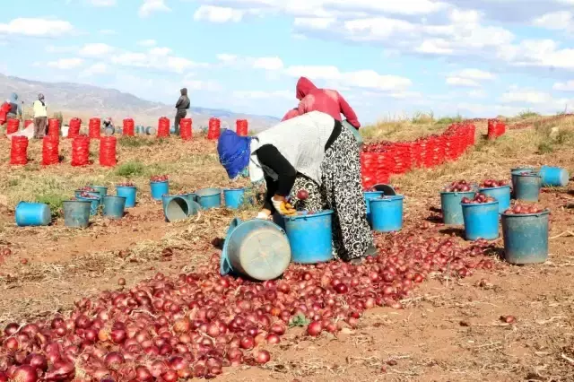 Soğan hasadı başladı, tarlada soğan 80 kuruş! Üretici maliyetini karşılayamamaktan dertli