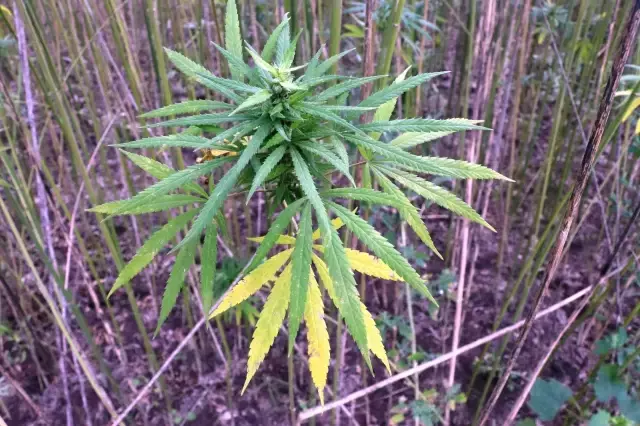 Boyları 4,5 metreye ulaştı! Yerli ve milli kenevirler hasat için gün sayıyor