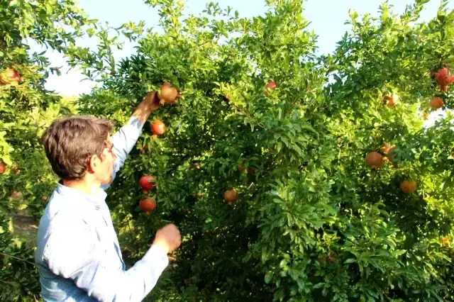 Kuraklıktan etkilenmeyen Zivzik narı, ülke ekonomisine 40 milyon TL gelir sağlayacak