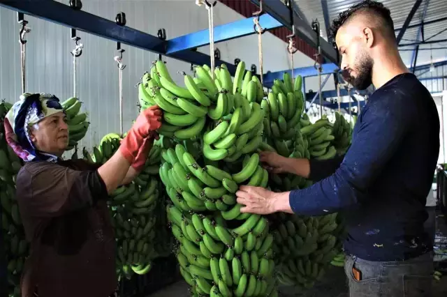 Muz üreticide 3 ile 6 TL, marketlerde 12 ile 16 TL! Çiftçi aradaki farka tepkili