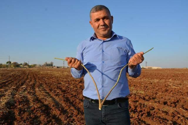 Siverek'in yıldızı Koçali daha yanılmadı! Elindeki asasıyla işaret ettiği yerden sular fışkırıyor