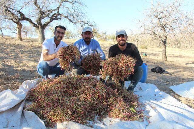 Kuraklık bıttımı da vurdu! Hasadına başlandı, kilogram fiyatının 400 lira olması bekleniyor