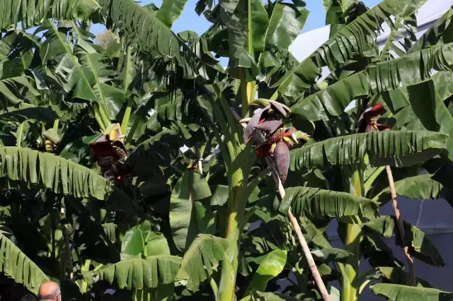 6 yeni muz çeşidi geliştirildi, çiftçi yüzde 30 fazla kazanacak