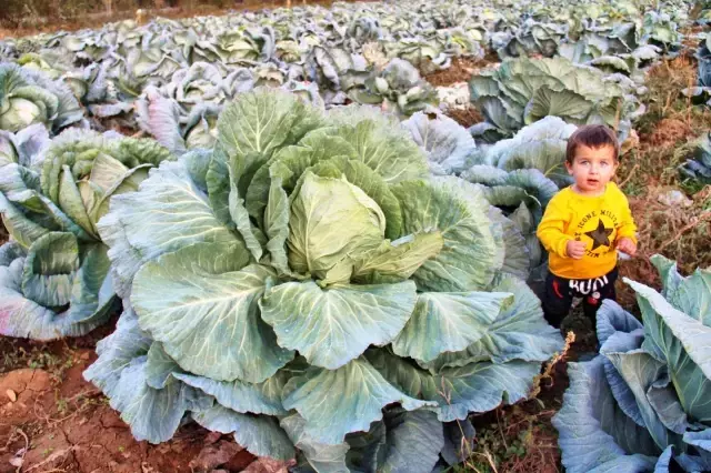 Kahramanmaraş'ta dev lahanalar görenleri şaşırtıyor