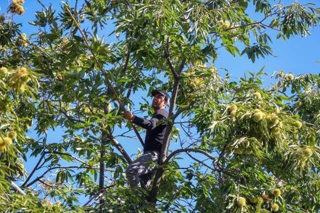 Bu iş için belini kıranlar, kör olanlar var! Kestane hasadında çalışan işçiler 600 lira yevmiye alıyor