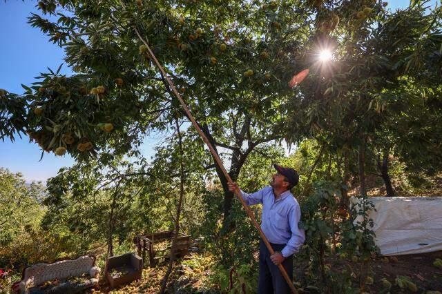 Bu iş için belini kıranlar, kör olanlar var! Kestane hasadında çalışan işçiler 600 lira yevmiye alıyor