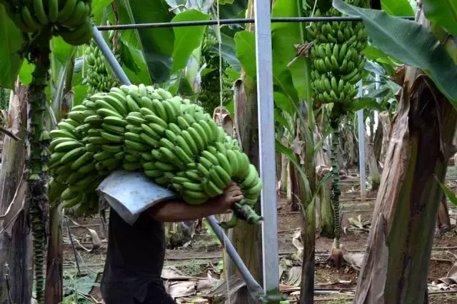 Kuaförlük kazancıyla yaptırdığı muz serasından yıllık 250 ton ürün bekliyor