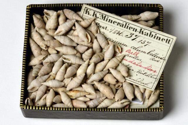 Tozlu raflarda 150 yıldır açılmadan duran kutudan 15 milyon yıl önce yaşayan salyangozlar çıktı