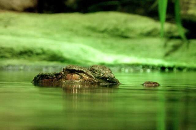İşte herkesin tartıştığı timsah fotoğrafı! Resmen bölge halkının korkulu rüyası, çamurun içinden aniden fırlıyor