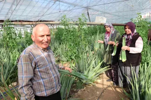 Sebzeden yeterli parayı kazanamayınca aloe vera ekti! 4 dönümden 90 bin lira gelir sağlayacak
