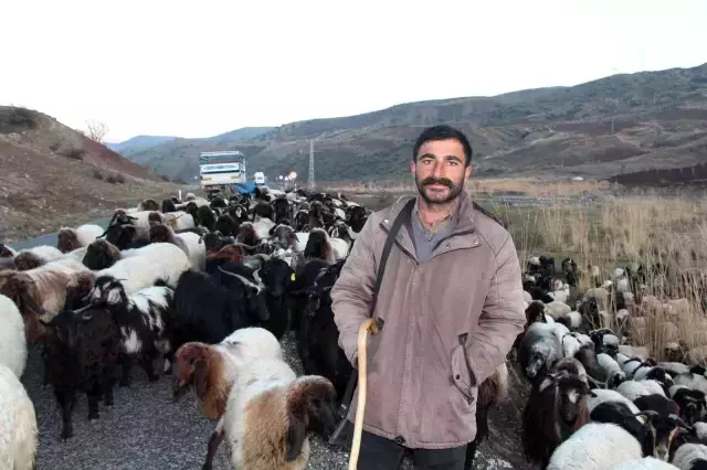 10 bin lira maaşla çalıştıracak çoban bulamıyorlar