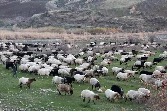10 bin lira maaşla çalıştıracak çoban bulamıyorlar