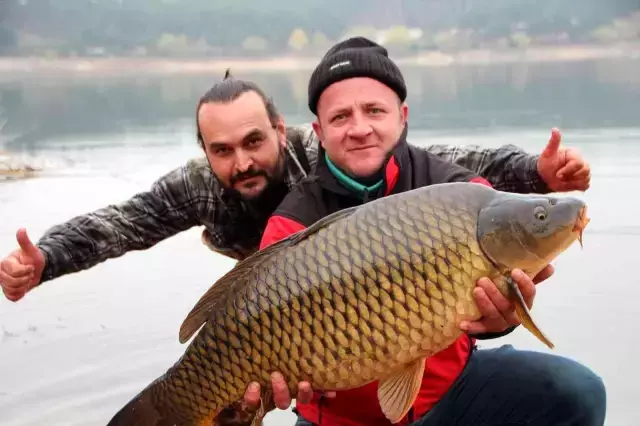 Amatör balıkçılar oltayla 22 kiloluk dev sazan balığı yakaladı