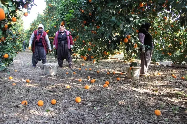 Üretici de tüketici de aynı dertten muzdarip! Dalında 1,5 lira olan portakal, zincir markette 5,90