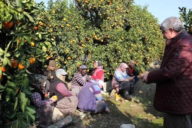 Üretici de tüketici de aynı dertten muzdarip! Dalında 1,5 lira olan portakal, zincir markette 5,90