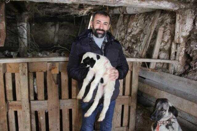 Çiftçi, ahıra girdiğinde gördüğü manzarayla şaşkına döndü! Kangalın kuzuya karşı annelik iç güdüsü duygulandırdı