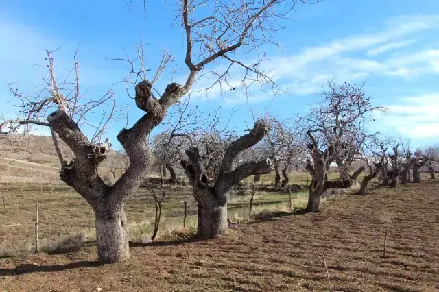Fiyatı altınla yarışıyor! Asırlık bıttım ağaçları koruma altına alınıyor