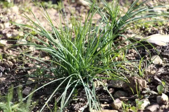 5 yıl önce ekmeye başladı! 1 dönümden 1 kilo safran alıyor, kilosunu 90 bin liraya satıyor