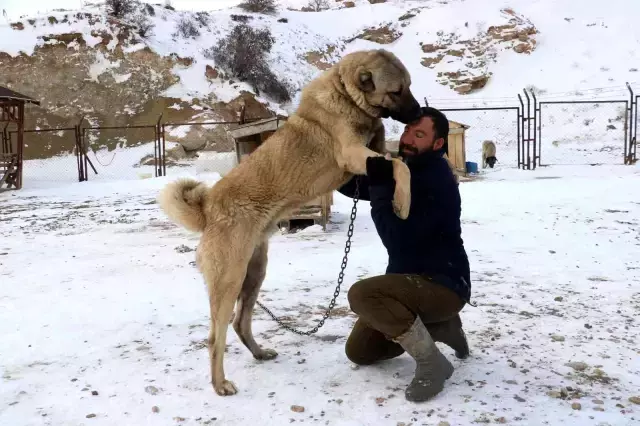Kurtlardan bile daha dirençli! Kangal köpekleri eksi 40 derecede bile yaşayabiliyor