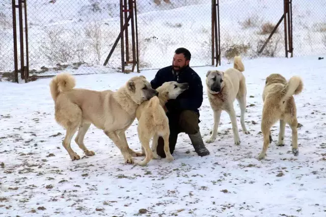 Kurtlardan bile daha dirençli! Kangal köpekleri eksi 40 derecede bile yaşayabiliyor