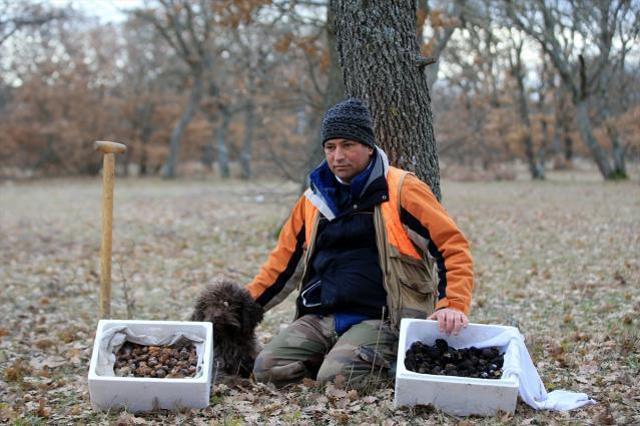 Özel eğitimli köpeklerle toplanan trüf mantarı ihraç ürünü oldu! Kilosunu 2.800 TL'ye yurt dışına satıyorlar