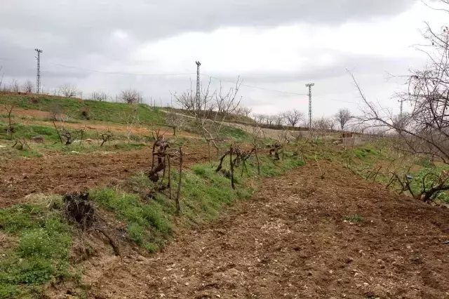 Bağına gelen çiftçi şok yaşadı, hırsızlar bir şey bulamayınca direkleri çaldı